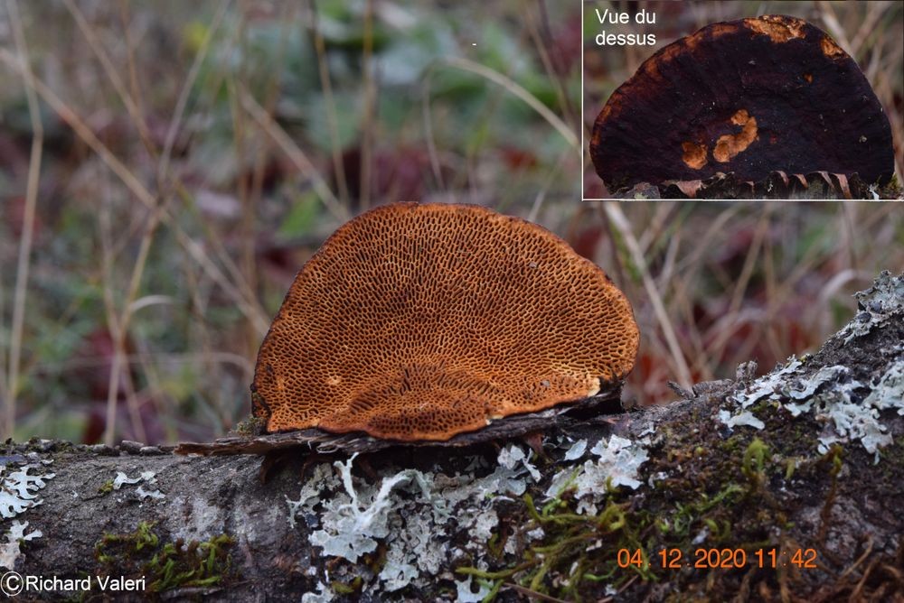 Daedaleopsis confragosa (Polypores – Polyporales)