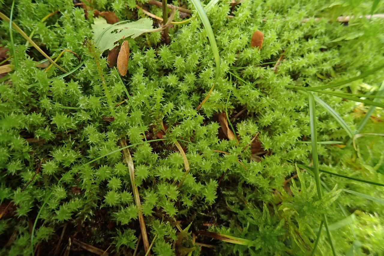 Dichodontium palustre (63-Col du Béal)