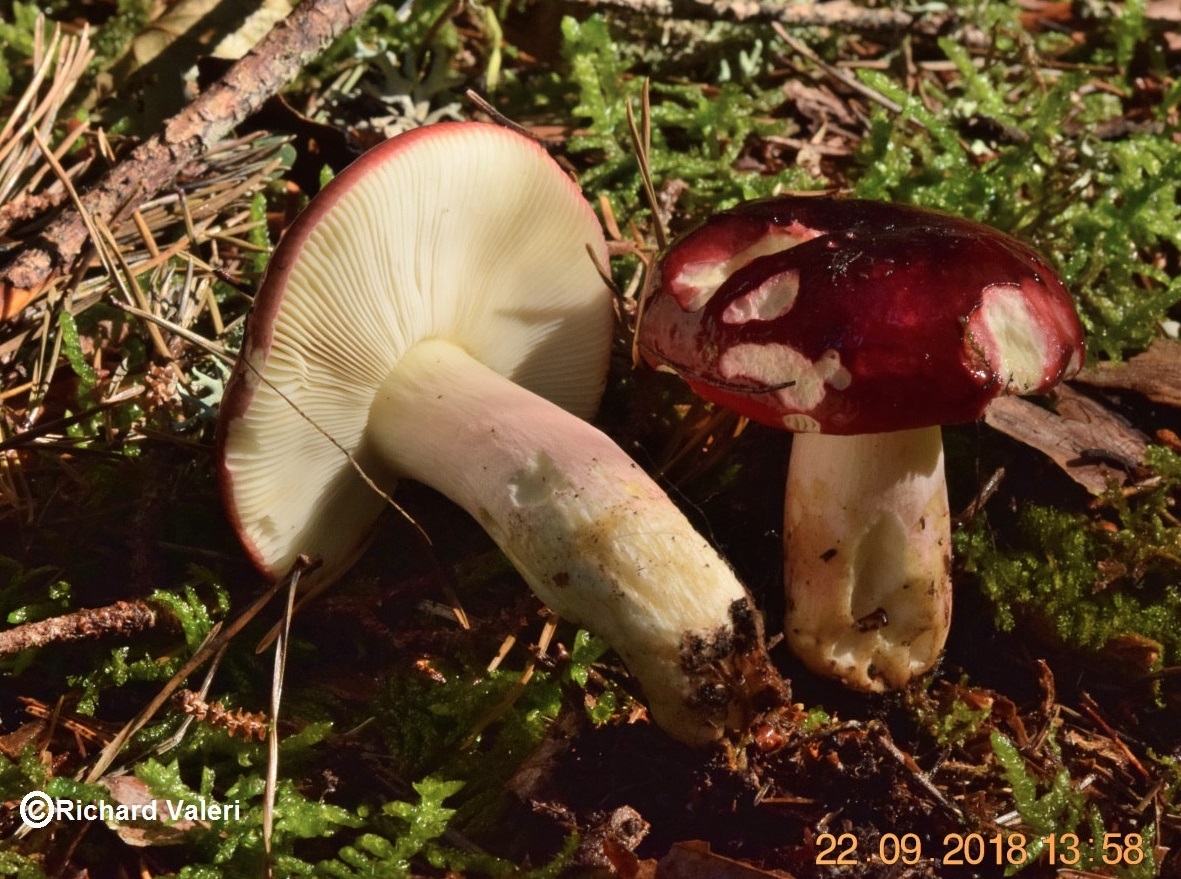 Russula xerampelina (Russules - Russulales)