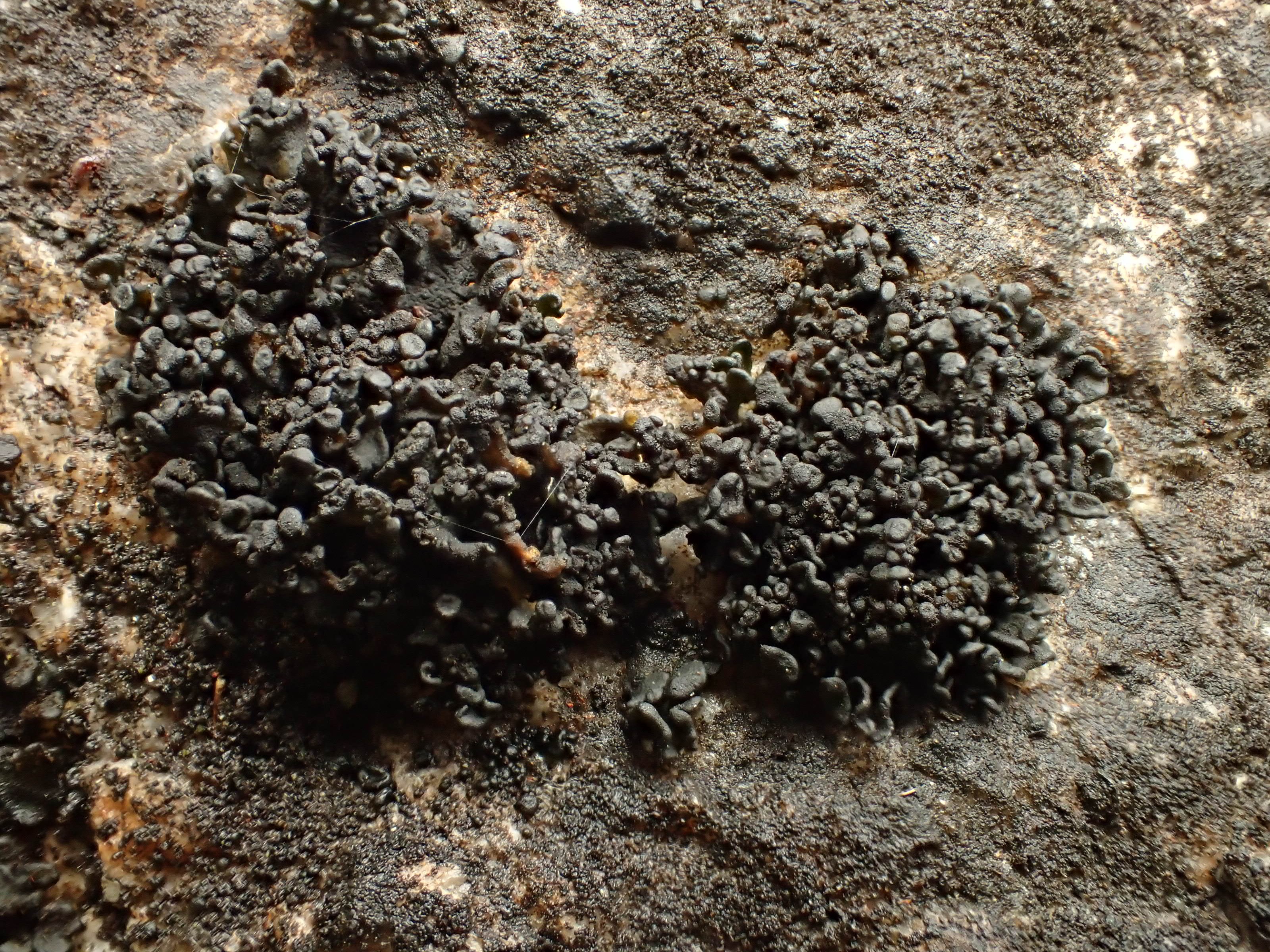 Enchylium tenax var corallinum (63-Coudes)