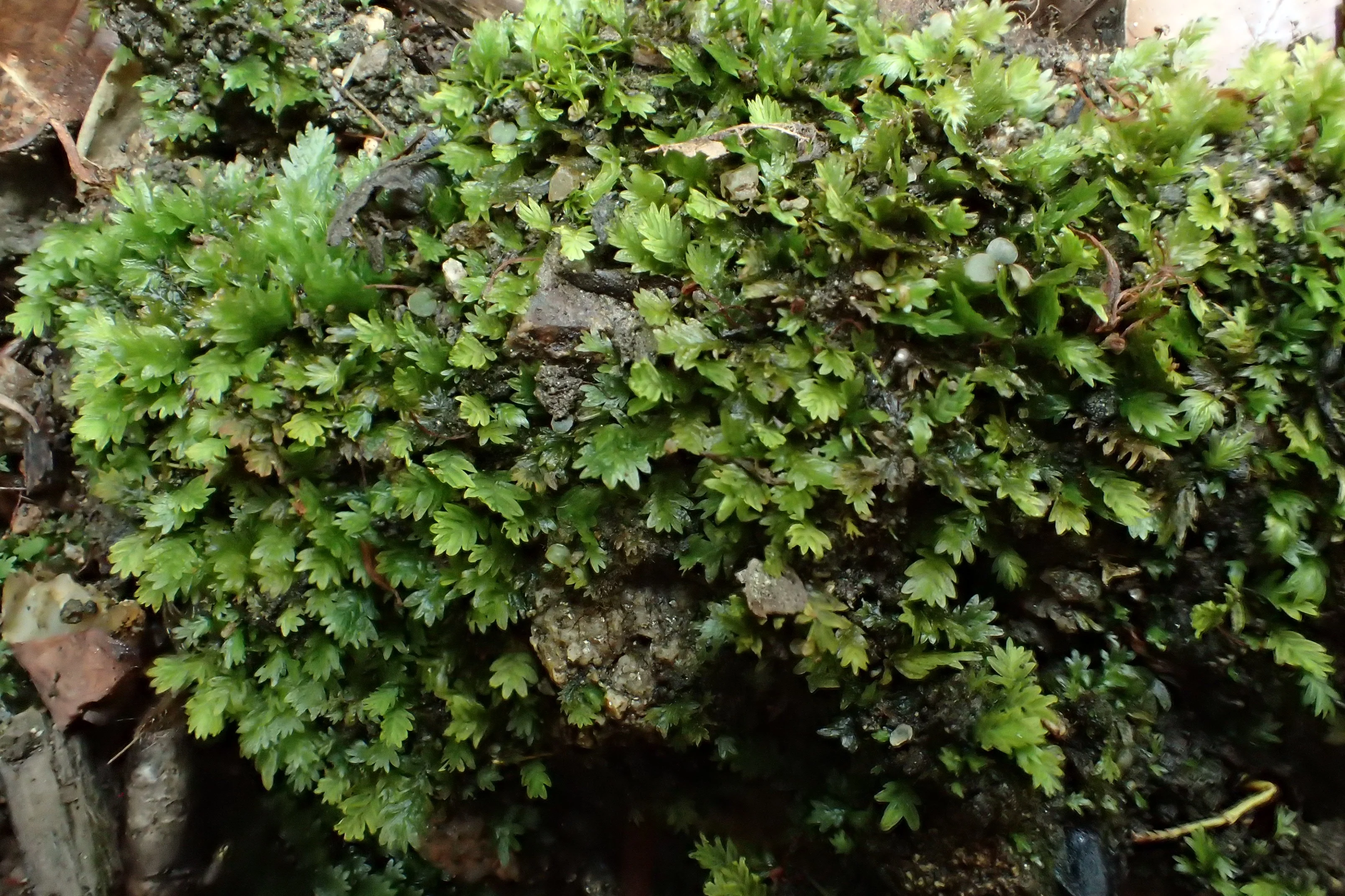 Fissidens taxifolius (63-Forêt de la Comté)