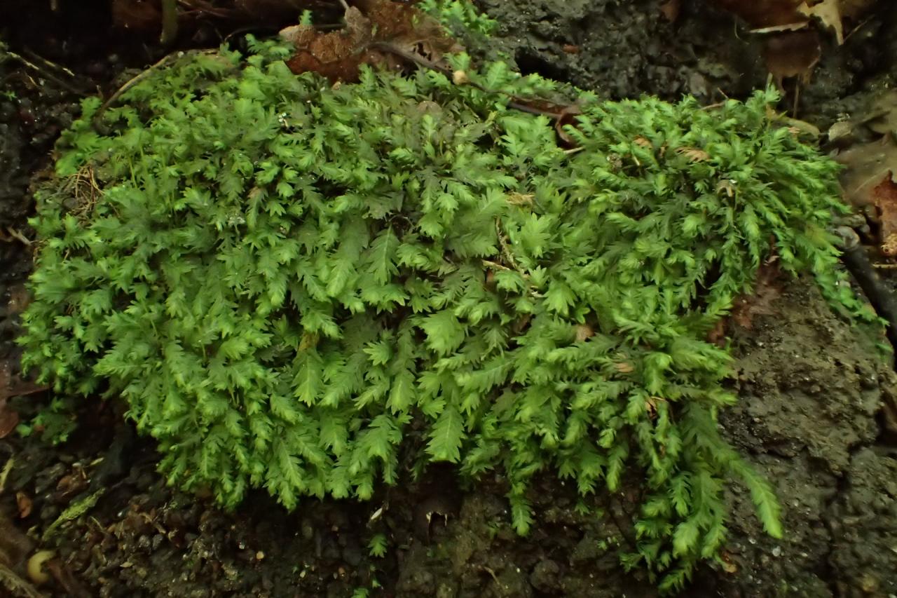 Fissidens taxifolius (63-Forêt de Randan)