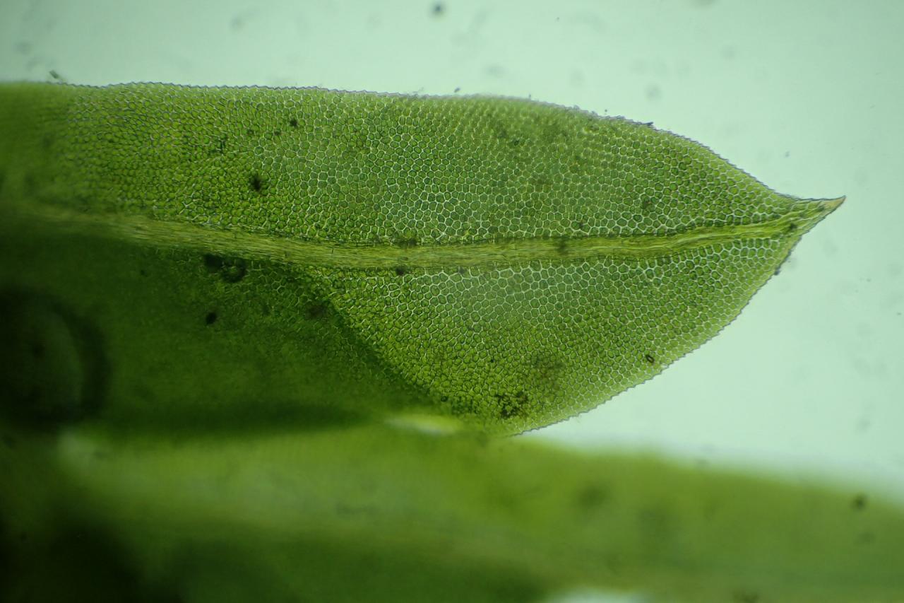 Fissidens taxifolius (63-Forêt de Randan)