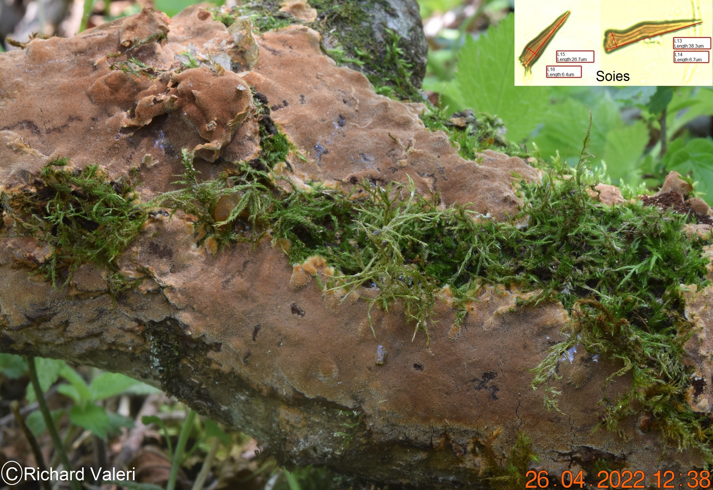 Fuscoporia ferrea (Polypores – Hymenochaetales)