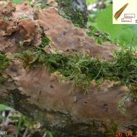 Fuscoporia ferrea (Polypores – Hymenochaetales)