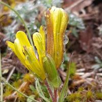 Gagea bohemica (43-Saint-Arcons-d'Allier)
