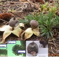Geastrum pectinatum (Géastres - Geastrales)