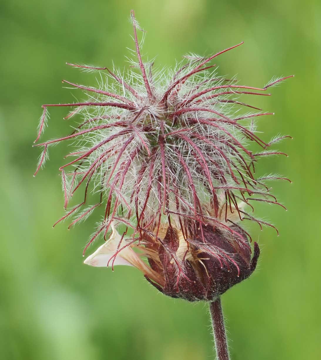 Geum rivale (15-Landeyrat)