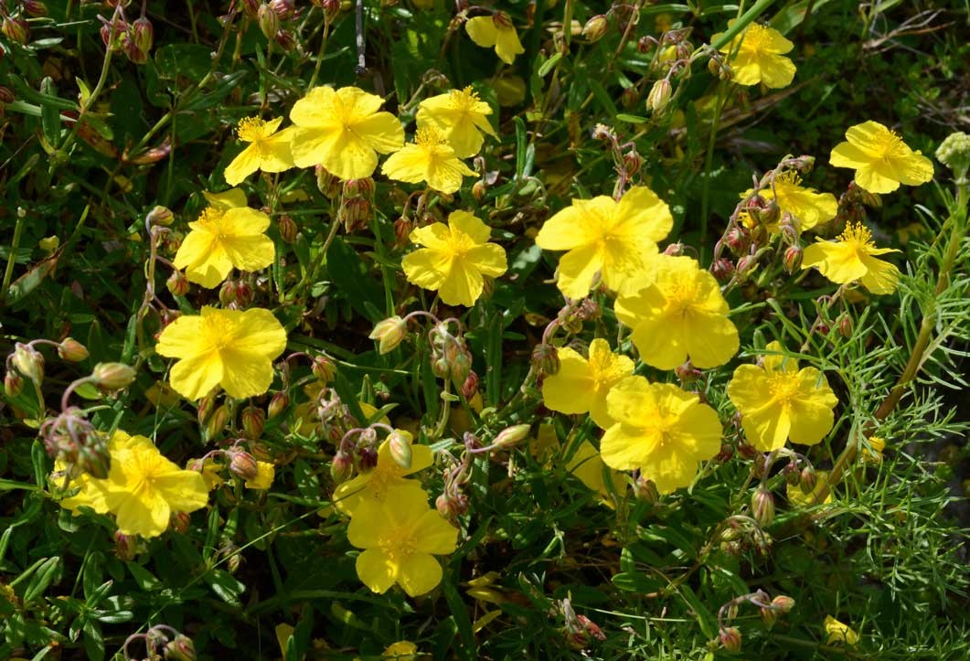 Helianthemum nummularium (15-Landeyrat)