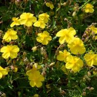 Helianthemum nummularium (15-Landeyrat)