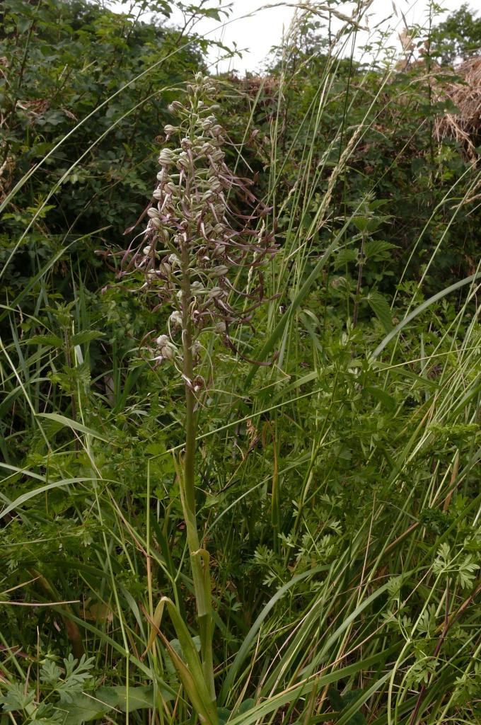 Himantoglossum hircinum (63-Dauzat)