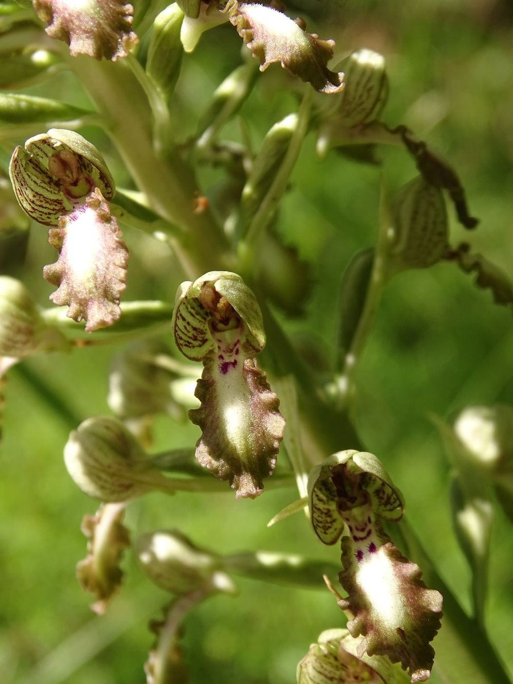 Himantoglossum hircinum var. platyglossum 