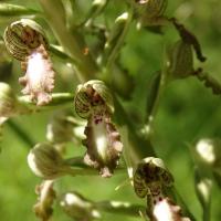 Himantoglossum hircinum var. platyglossum  (63-Grandeyrolles)