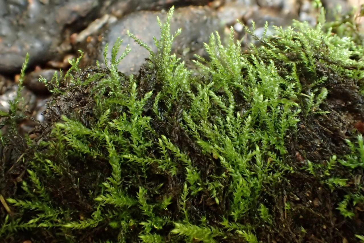 Hygroamblystegium fluviatile (63-St Alyre-Ste Elidie)