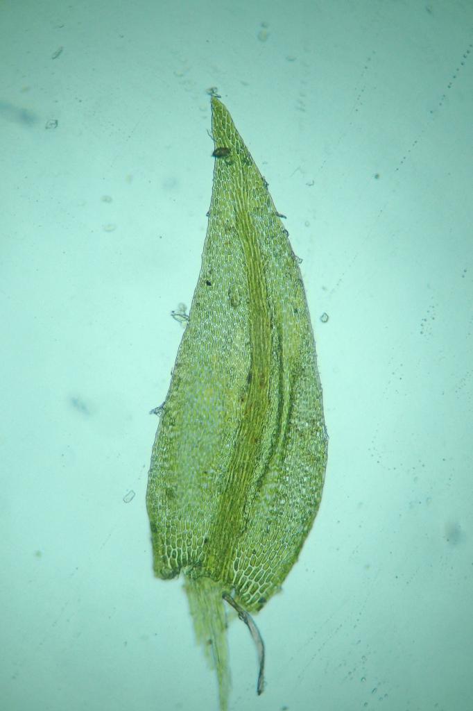 Hygroamblystegium fluviatile (63-St Alyre-Ste Elidie)