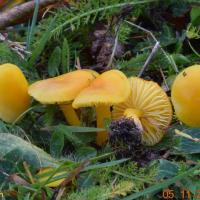 Hygrocybe ceracea (Hygrophores – Tricholomatales)