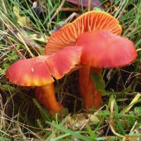 Hygrocybe coccinea (Hygrophores – Tricholomatales)