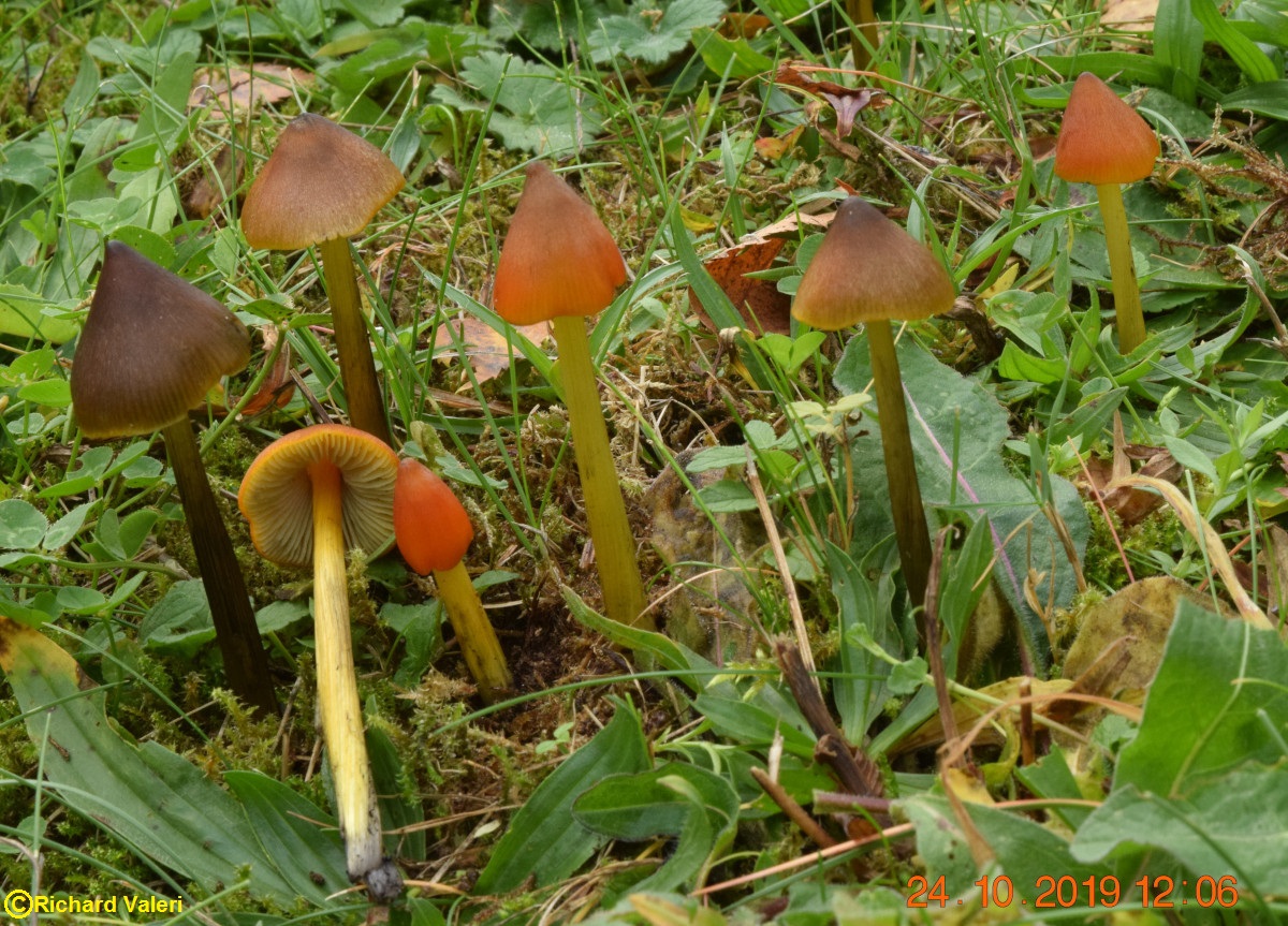 Hygrocybe conica (Hygrophores - Tricholomatales)