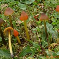 Hygrocybe conica (Hygrophores - Tricholomatales)