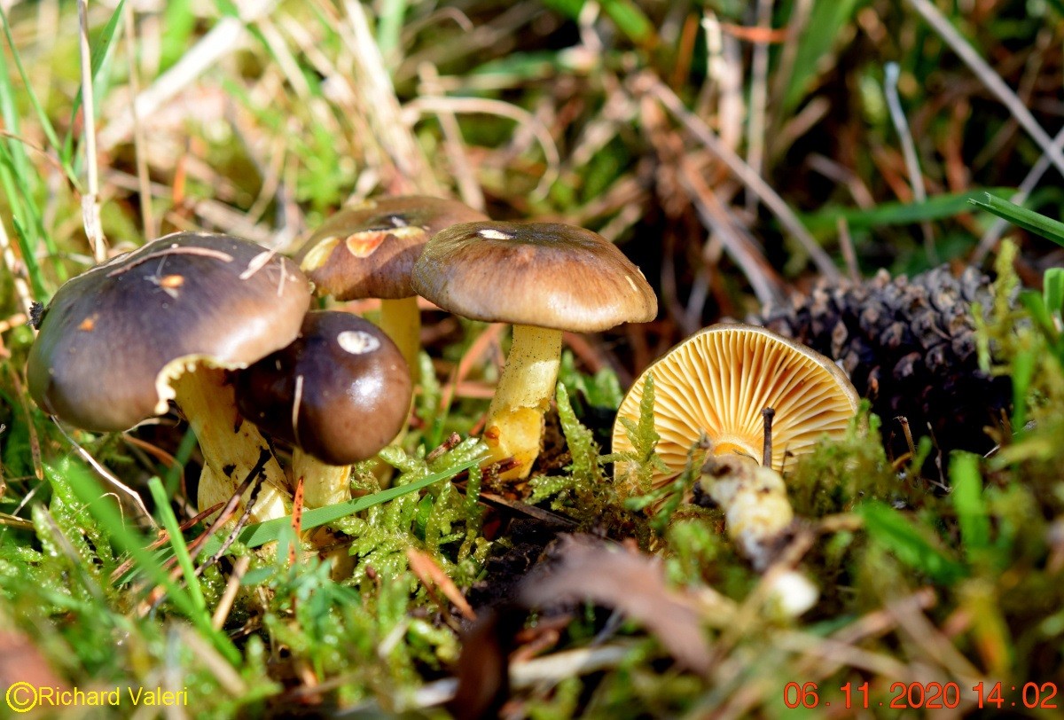 Hygrophorus hypothejus (Hygrophores - Tricholomatales)