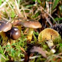 Hygrophorus hypothejus (Hygrophores - Tricholomatales)