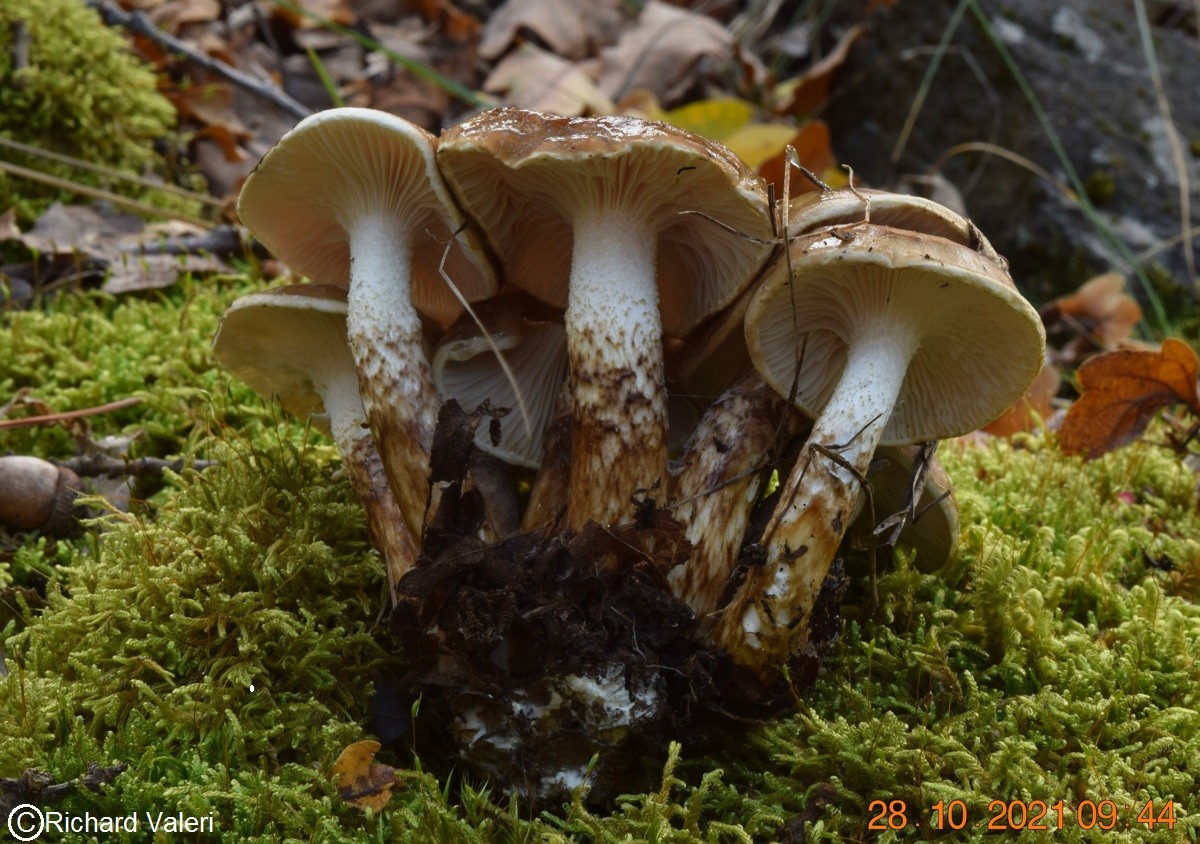 Hygrophorus persoonii (Hygrophores – Tricholomatales)