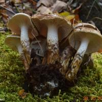 Hygrophorus persoonii (Hygrophores – Tricholomatales)