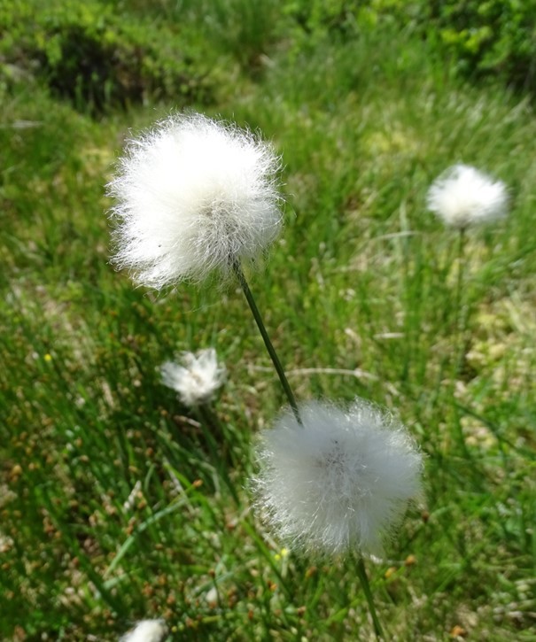 Eriophorum vaginatum  (63-Tourbière de Jacquot)