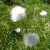 Eriophorum vaginatum  (63-Tourbière de Jacquot)