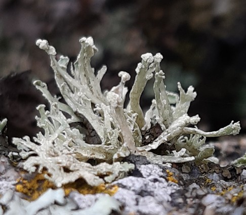 Ramalina capitata (63-Cournols)