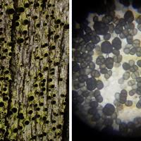 Spores submurales de Calicium notarisii