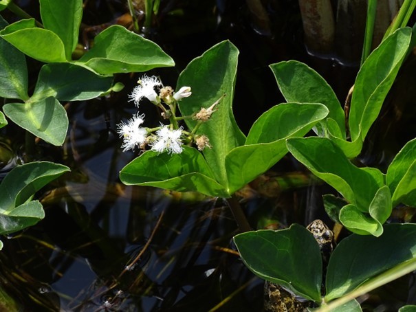 Menyanthes trifoliata - Tourbière de Jacquot (63) - sortie SMBLA du 29 mai 2022