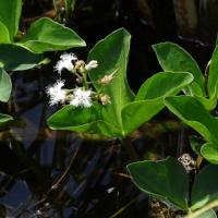 Menyanthes trifoliata (63-Tourbière de Jacquot)