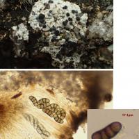 Diplotomma heidinii (63-Cournols)