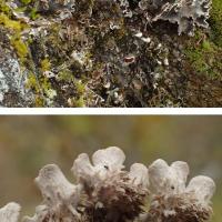 Peltigera rufescens (63-Cournols)