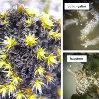 Leptochidium albociliatum (43-Saint-Arcons-d'Allier et 63-Cournols)