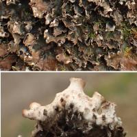 Peltigera elisabethae (43-Lavaudieu)