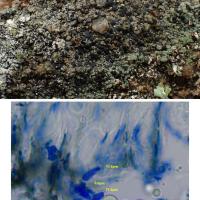 Lecidea fuscoatra (63-Cournols)