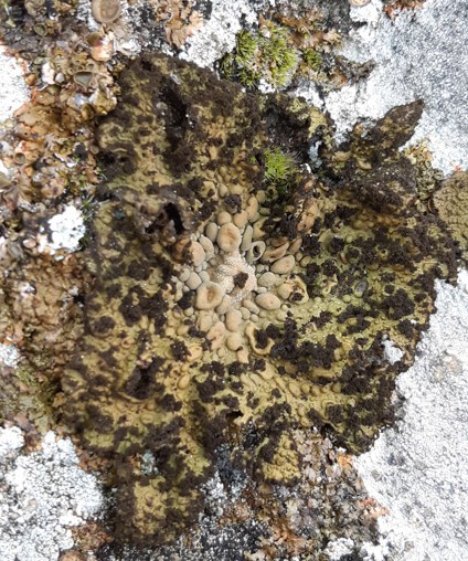 Umbilicaria pustulata (63-Cournols)