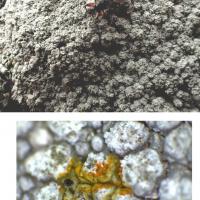 Pertusaria amarescens (63-Cournols)