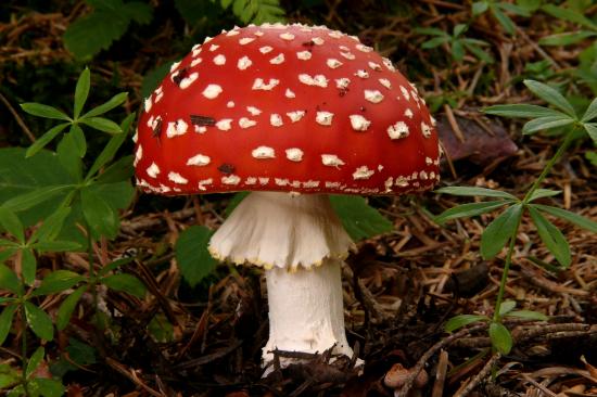 Amanita muscaria (Amanites - Agaricales)