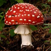 Amanita muscaria (Amanites - Agaricales)