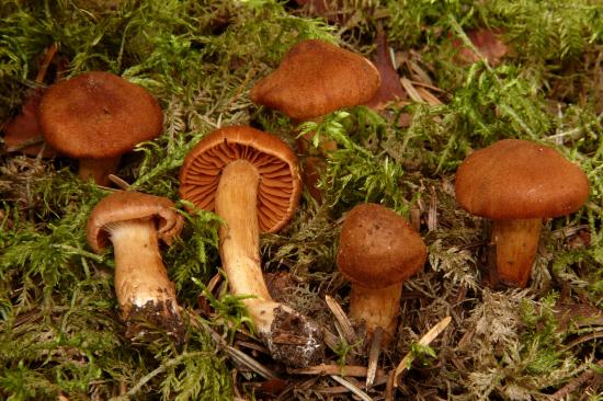 Cortinarius orellanus (Cortinaires - Cortinariales)