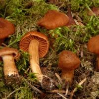 Cortinarius orellanus (Cortinaires - Cortinariales)