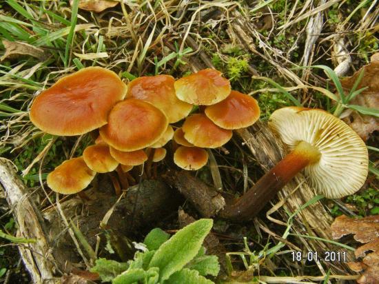 Flammulina velutipes (Marasmes/Collybies - Tricholomatales)