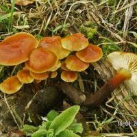 Flammulina velutipes (Marasmes/Collybies - Tricholomatales)