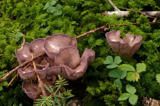 Gomphus clavatus (Chanterelles - Gomphales)