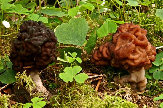 Gyromitra esculenta (Pezizales - Ascomycètes)