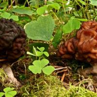 Gyromitra esculenta (Pezizales - Ascomycètes)