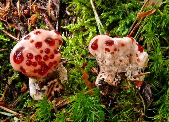 Hydnellum ferrugineum (Hydnes - Aphyllophorales)